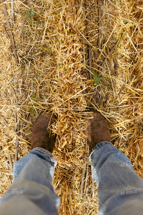 Farmer Standing in Cut Wheat Field 187243