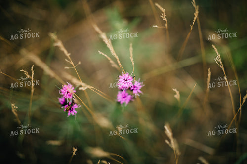 Sand Hills Pasture 53029