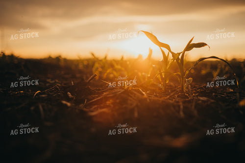 Early Stage Corn after Rain 4306