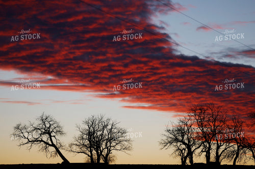 Silhouette of Trees at Sunset 129111