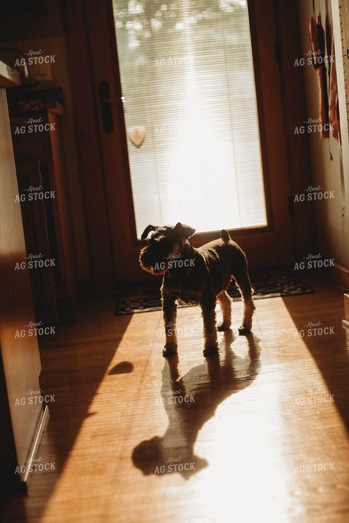 Farm Dog In Kitchen 4435