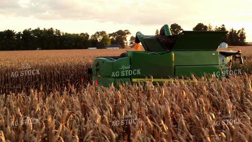 Corn Harvest 287033