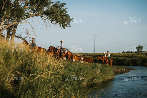 Ranchers and Cattle in Pasture 6393