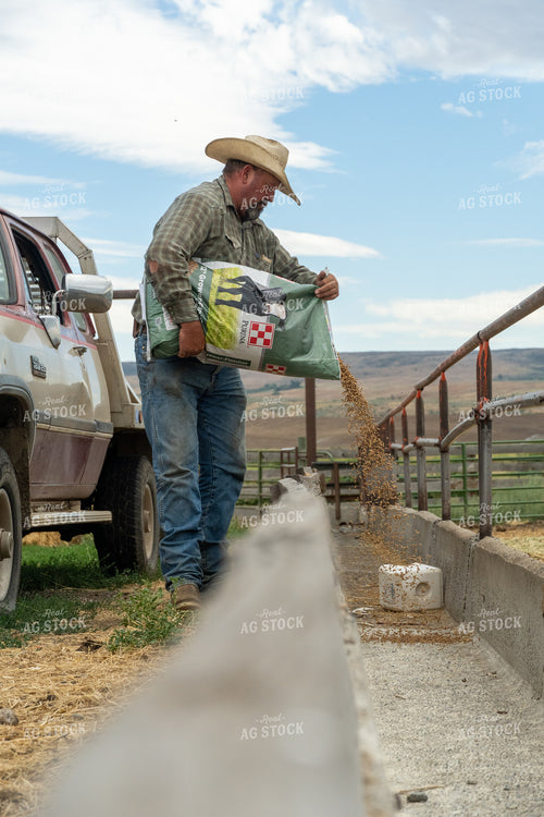 Farmer Feeding Cattle 65447