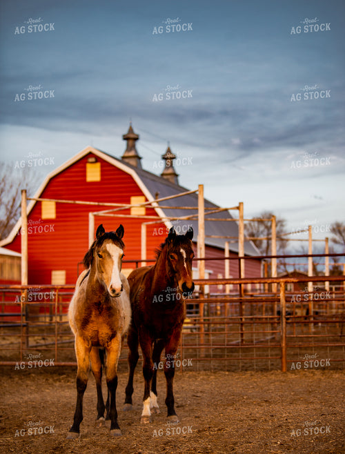 Horses 299185