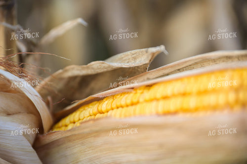 Dried Ear of Corn 52468