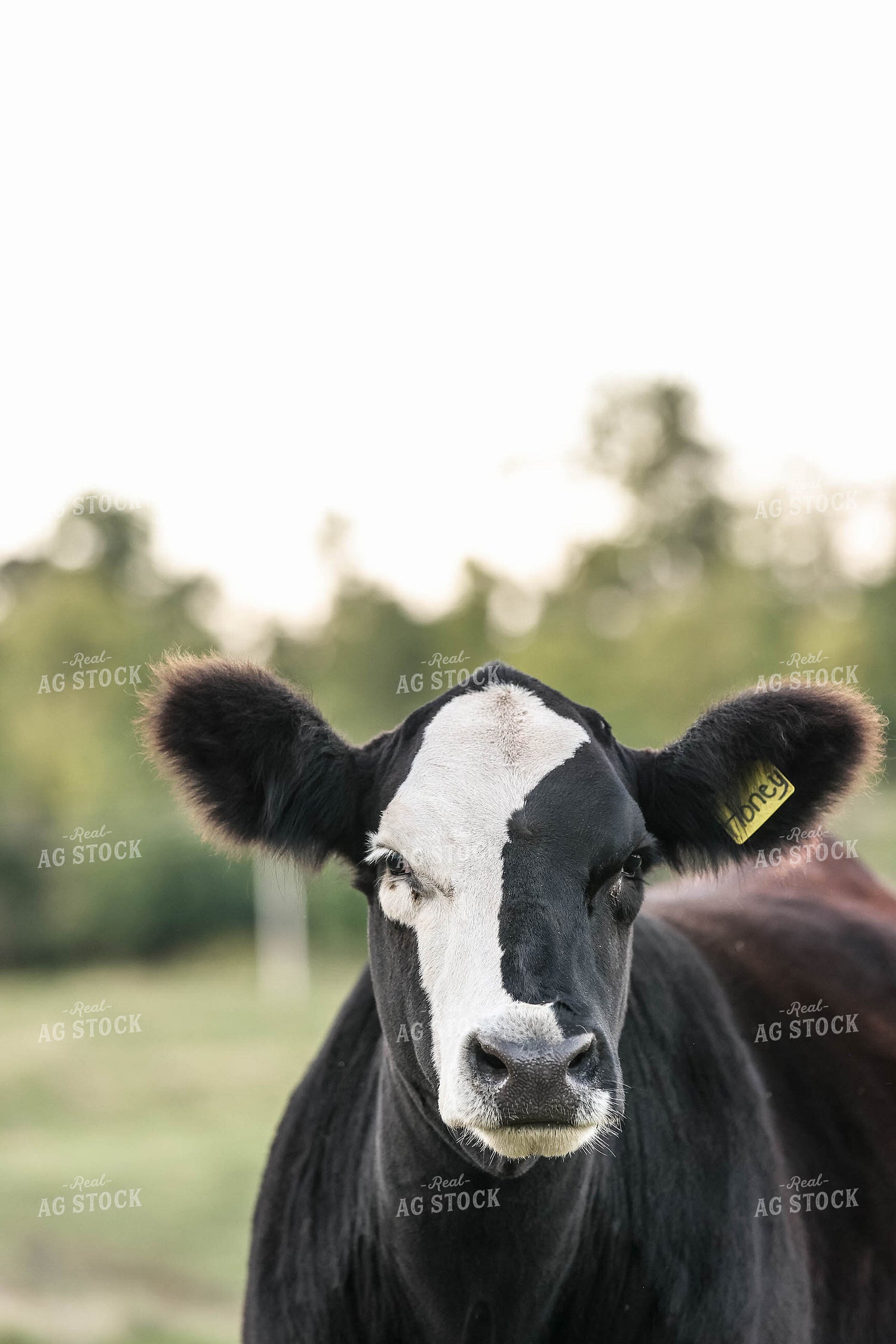 Simmental Cross Cow 230008