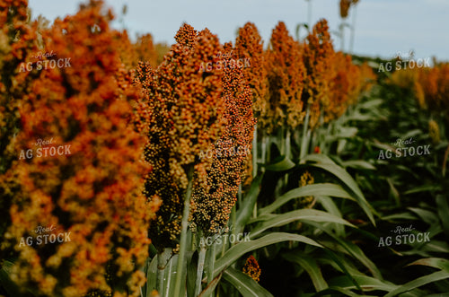 Sorghum Field 125021
