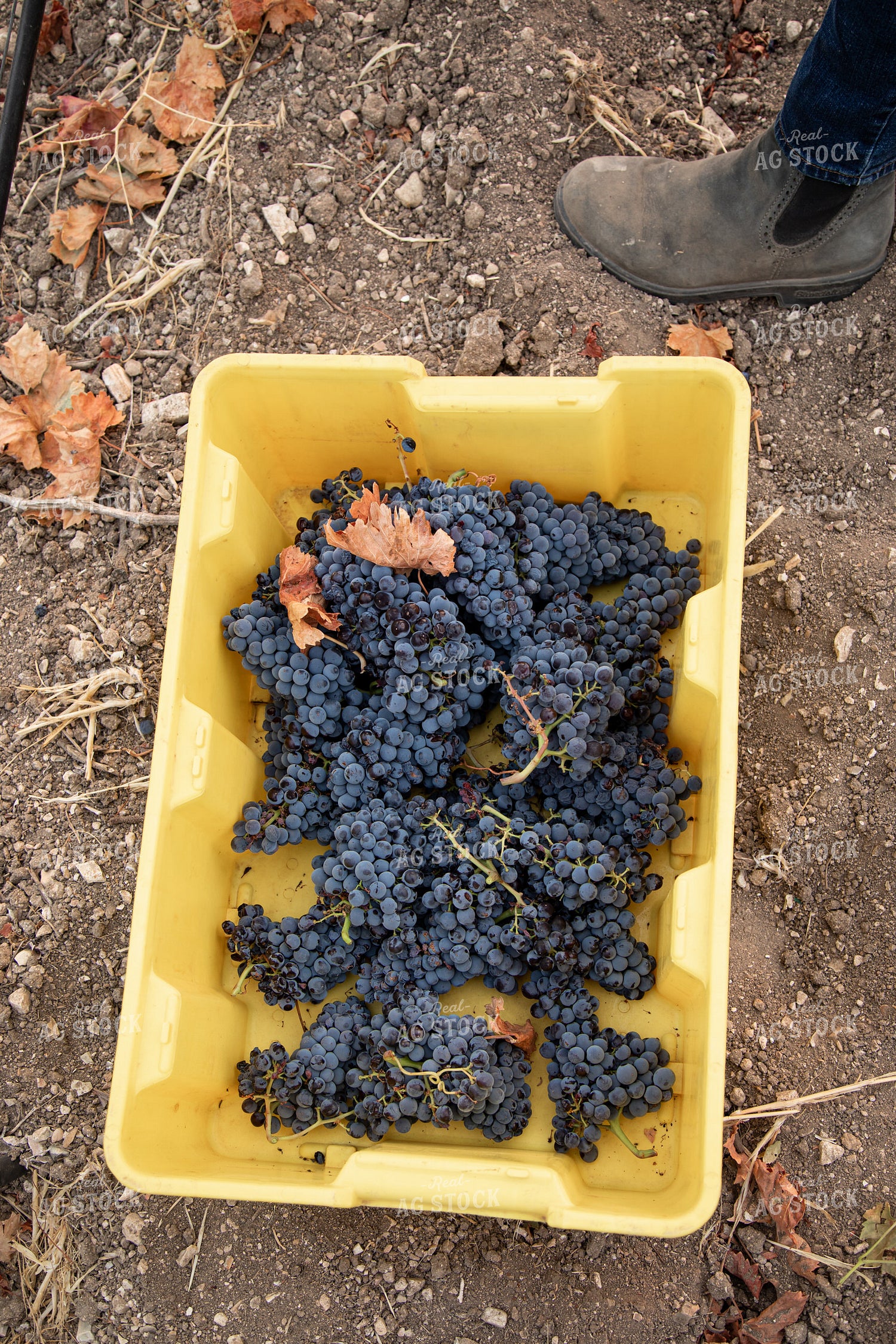 Grape Harvest 276023