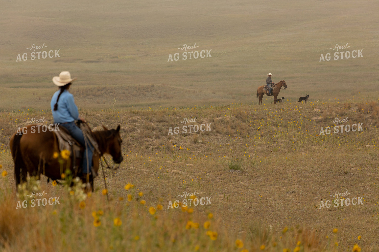 Ranchers in Pasture on Horseback 71006