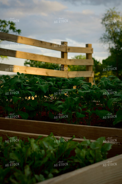 Garden Vegetables 251137