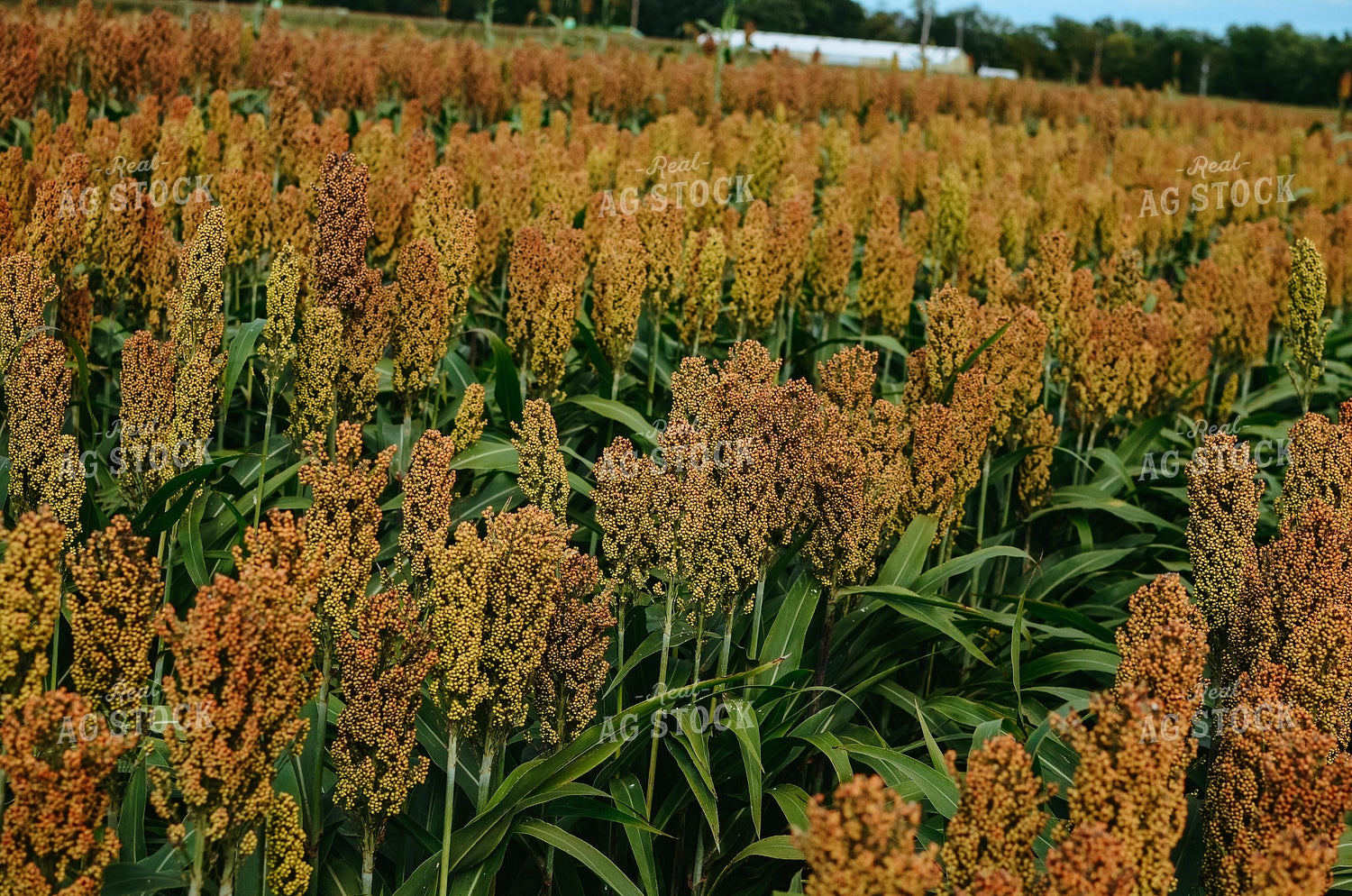 Sorghum Field 125019
