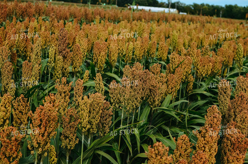 Sorghum Field 125019
