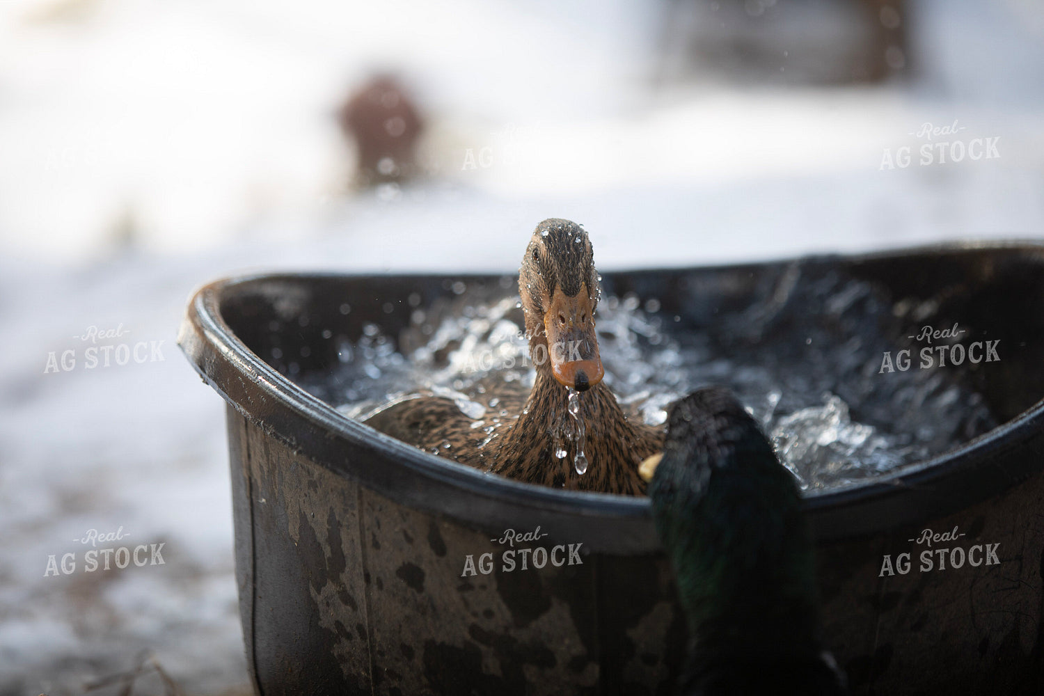 Ducks in Water 117463