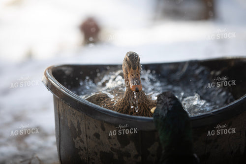 Ducks in Water 117463
