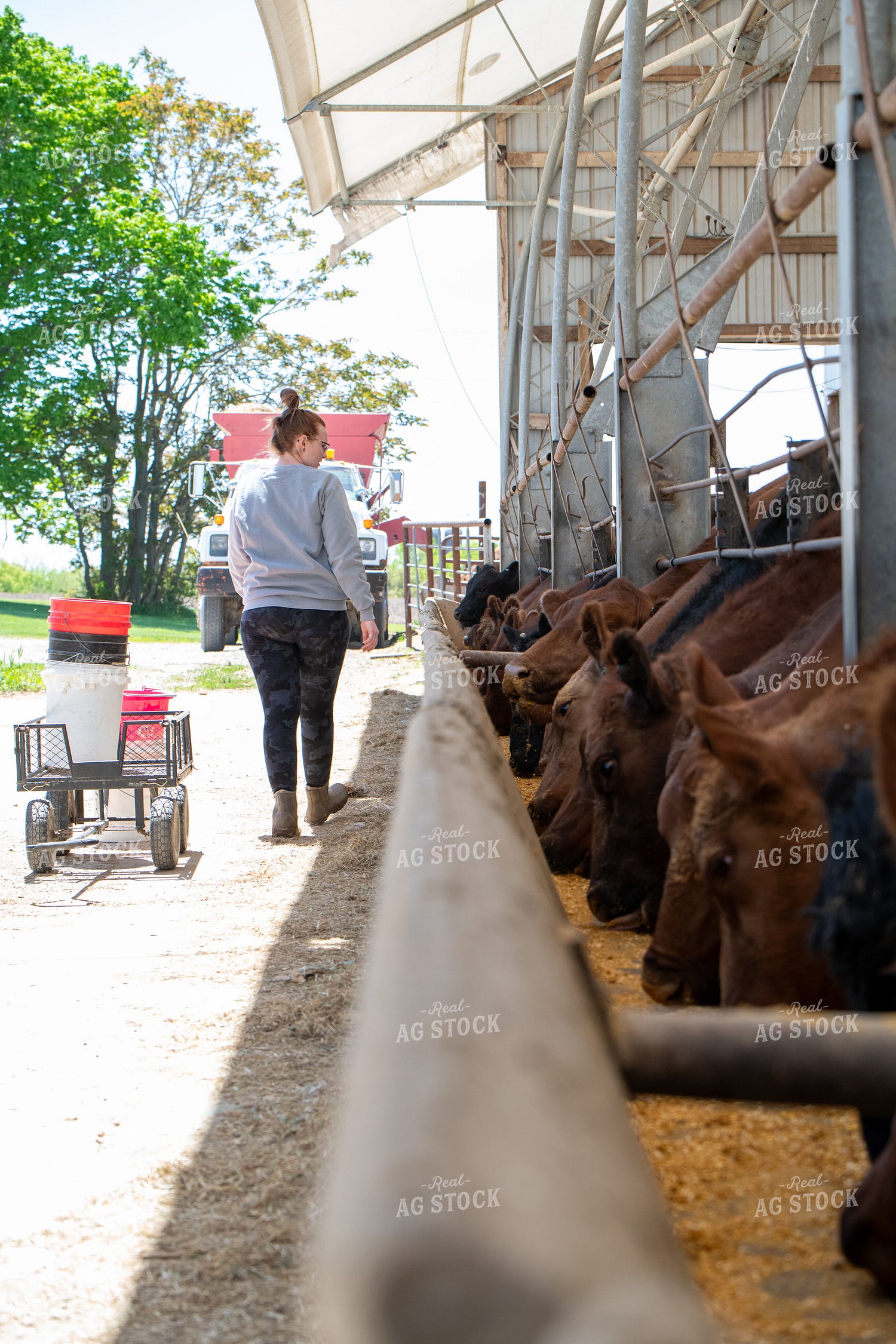 Cattle Producer Feeding Angus Cattle 193074