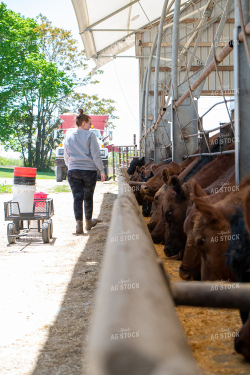 Cattle Producer Feeding Angus Cattle 193074