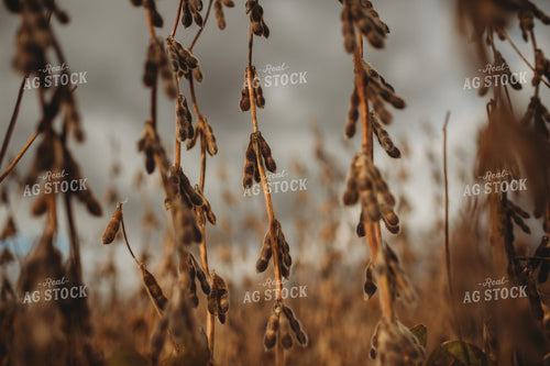 Dry Soybeans Under Cloudy Sky 3373
