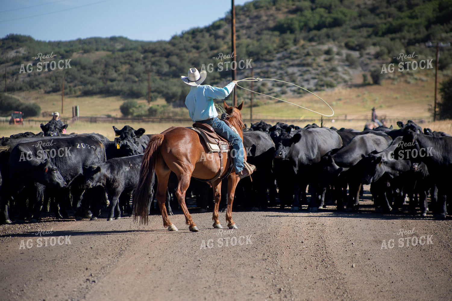 Cowboy on Cattle Drive 117404