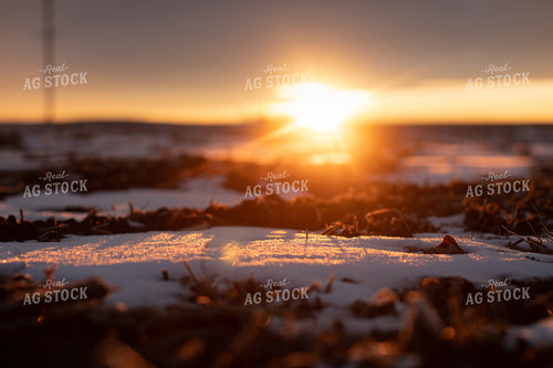 Sunrise Over Snowy Tilled Corn Field 3801
