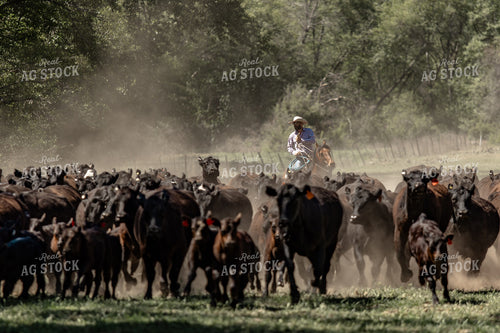 Rancher Herding Cattle 188096