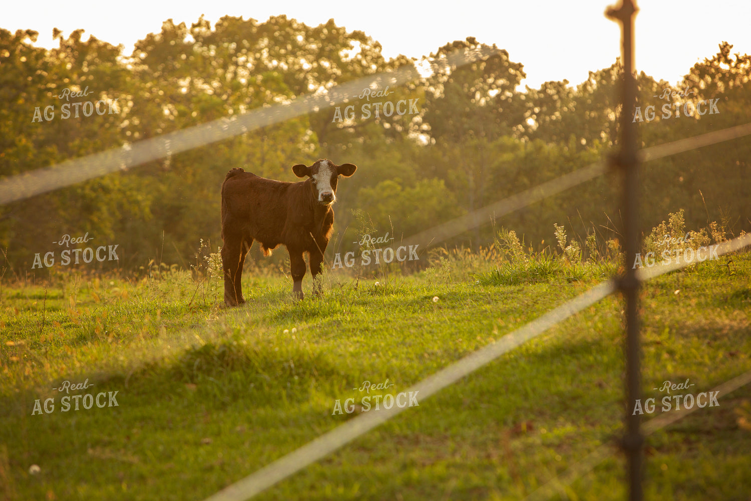 Cattle 2408