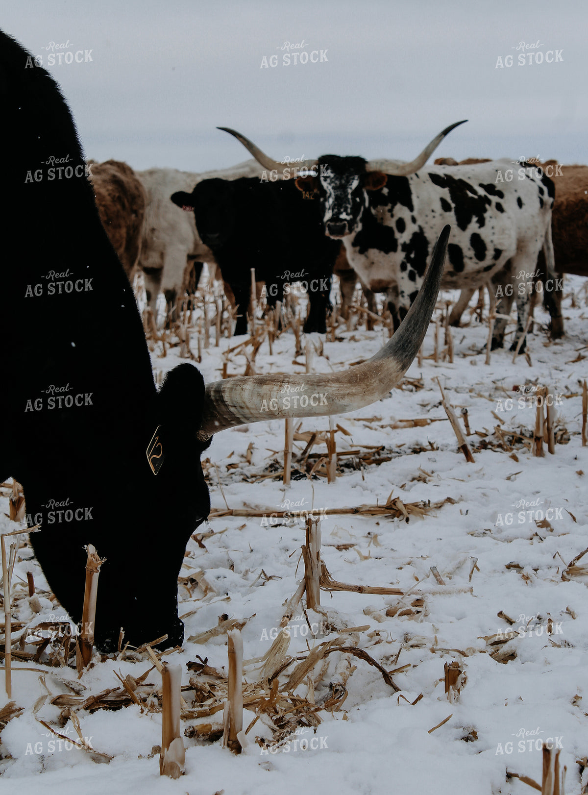 Longhorn Cattle on Winter Cornstalks 237020