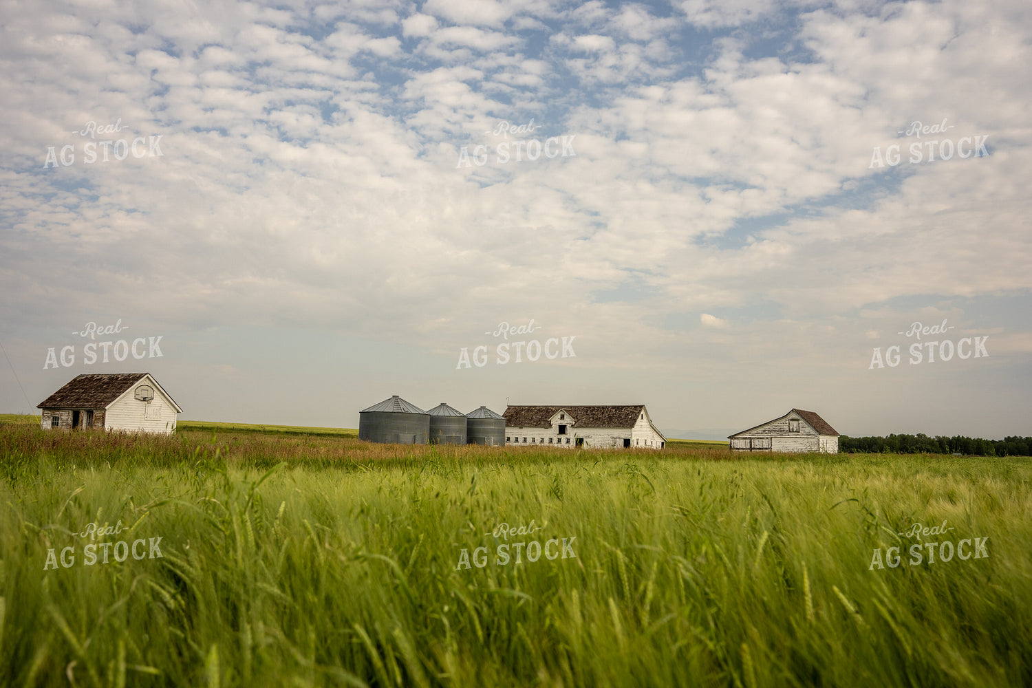 Barley Field and Farm Buildings 65958