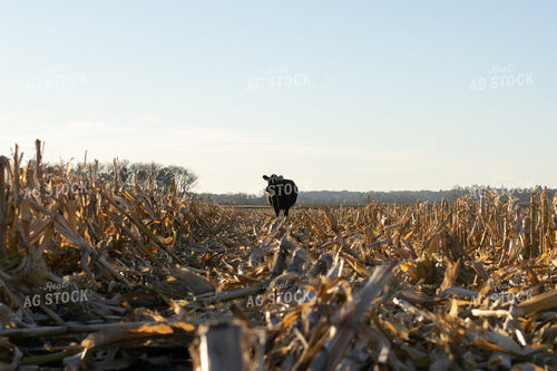 Cow in Cornstalks 50002