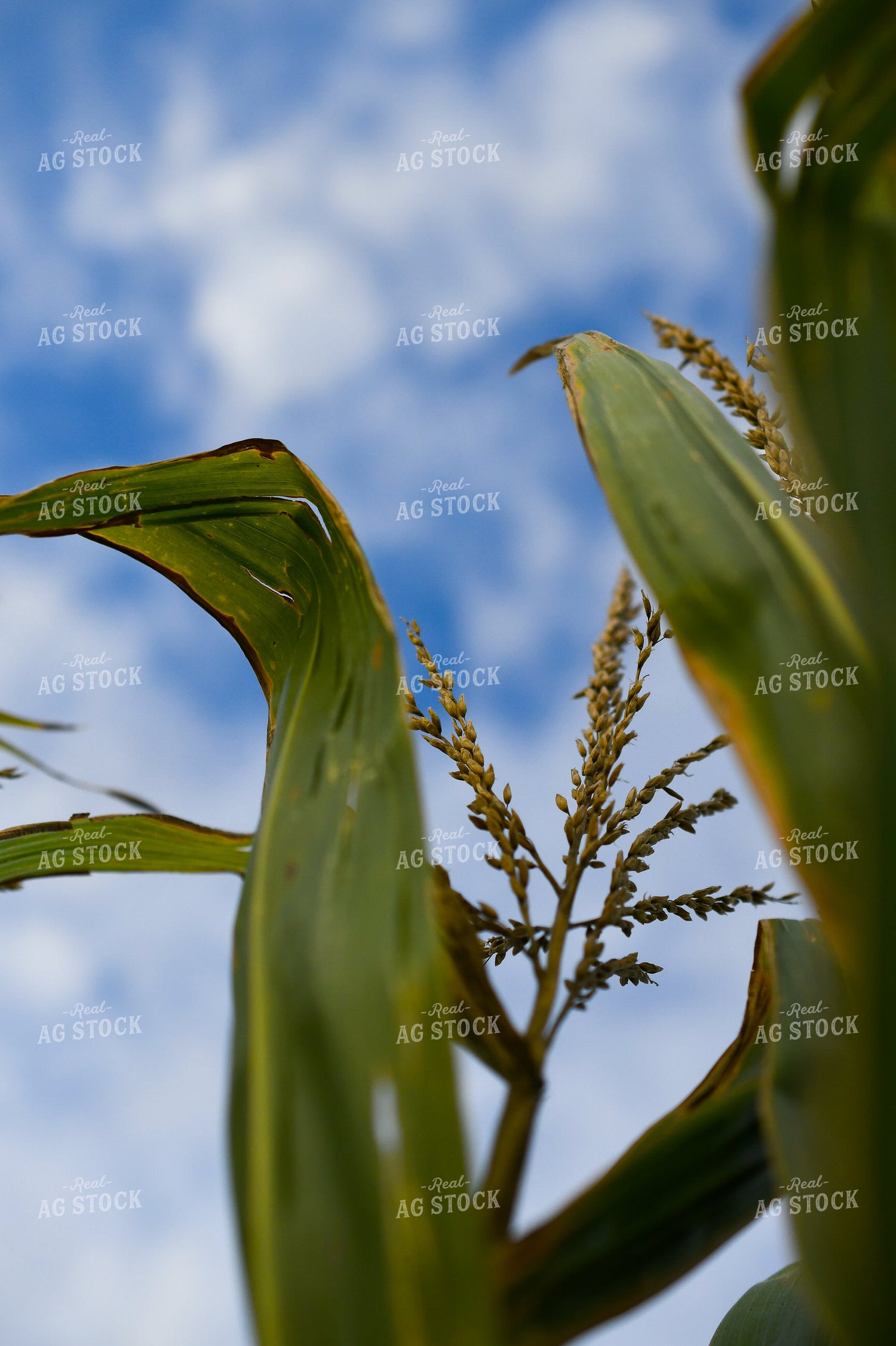 Corn Tassel 191238