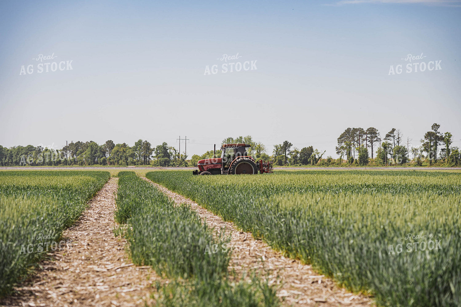 Tractor in Wheat Field 91039