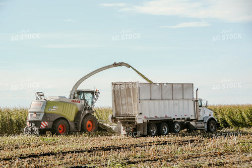 Chopping Silage 64108