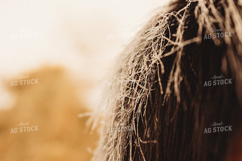 Horse Mane Covered in Snow 61159