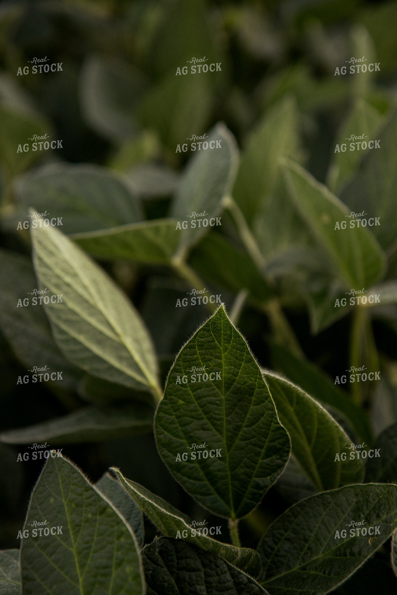 Soybean Leaf 67373