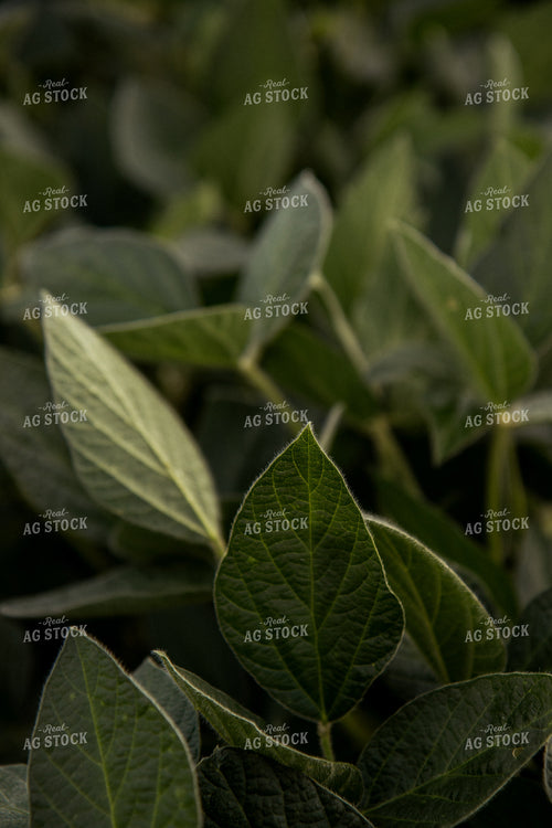 Soybean Leaf 67373