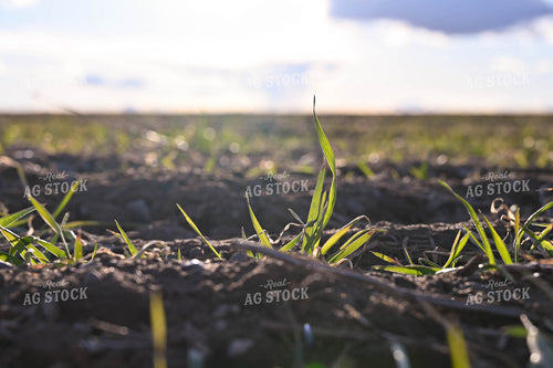 Winter Grazing Cover Crop 253028