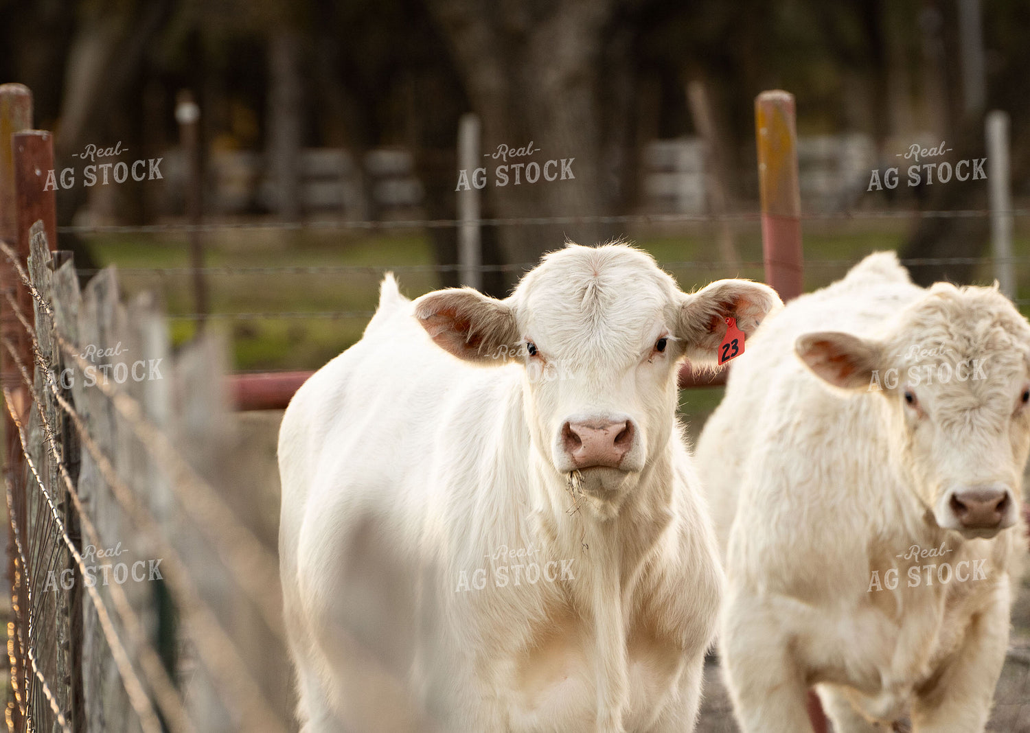 Charolais Cattle on Pasture 288020