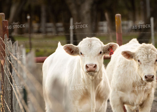 Charolais Cattle on Pasture 288020
