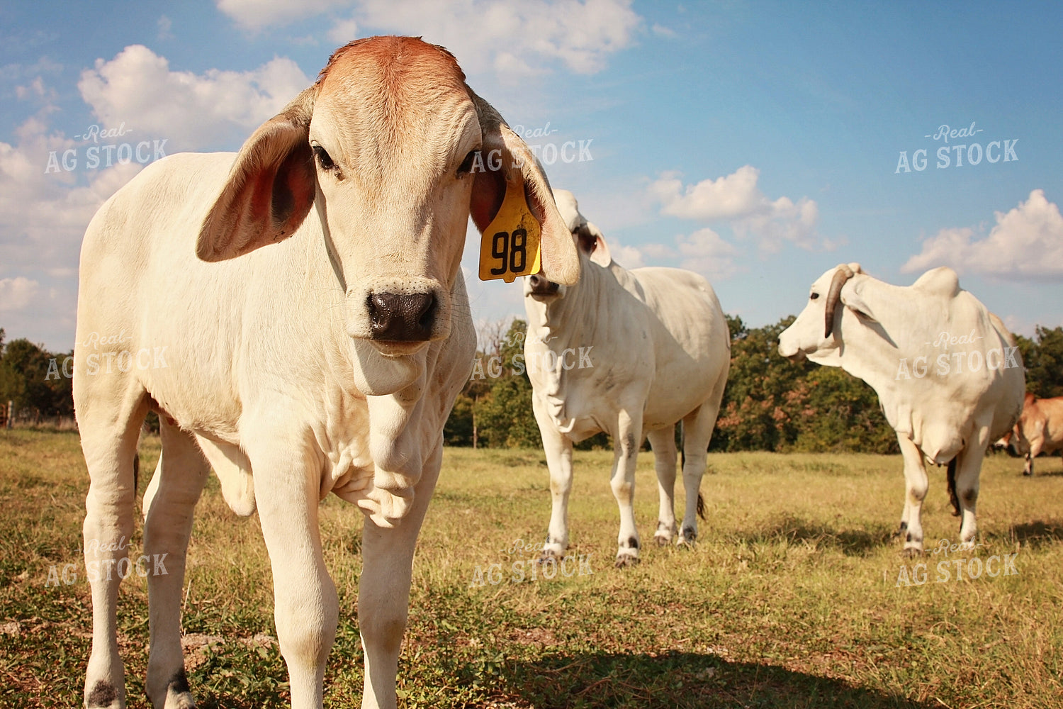 Brahman Cattle in Pasture 127004
