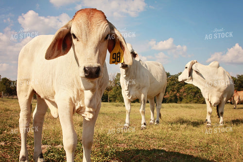 Brahman Cattle in Pasture 127004