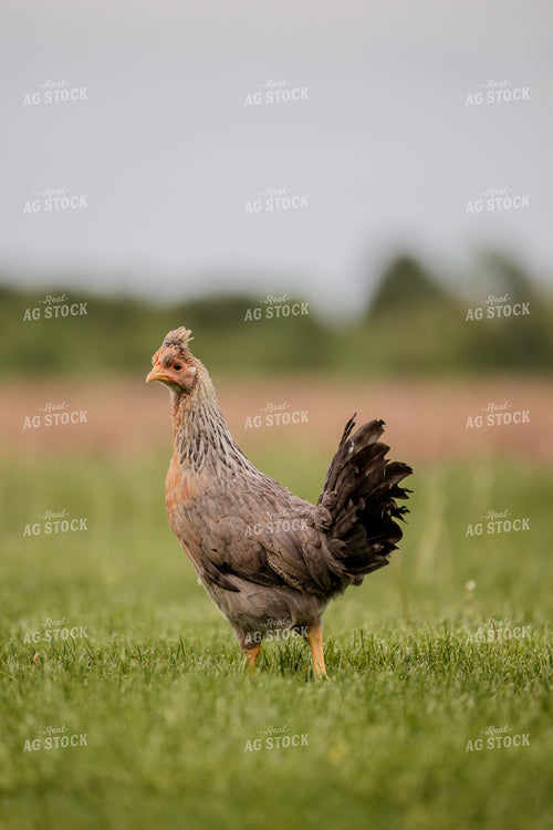 Pullet Laying Chicken 104081