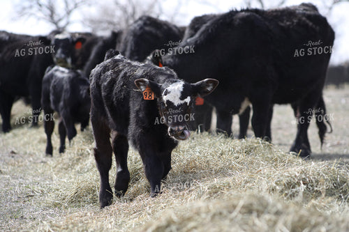Angus Calf Playing in Hay 117187