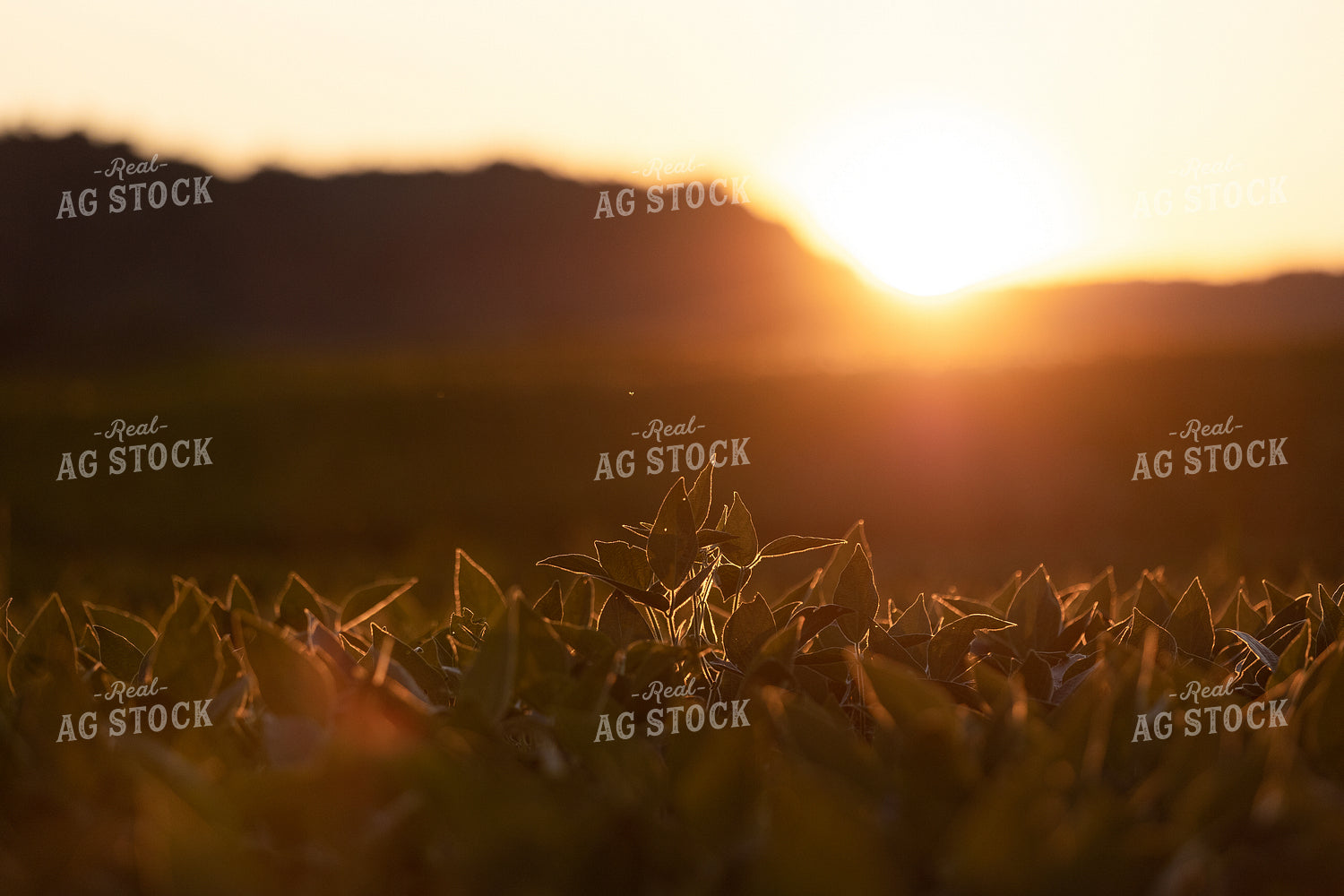 Soybean Field 52595