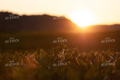Soybean Field 52595