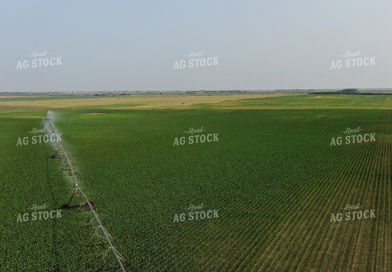 Pivot Irrigation in Corn Field 141012