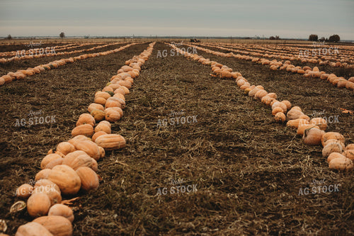 Food Pumpkins 3561