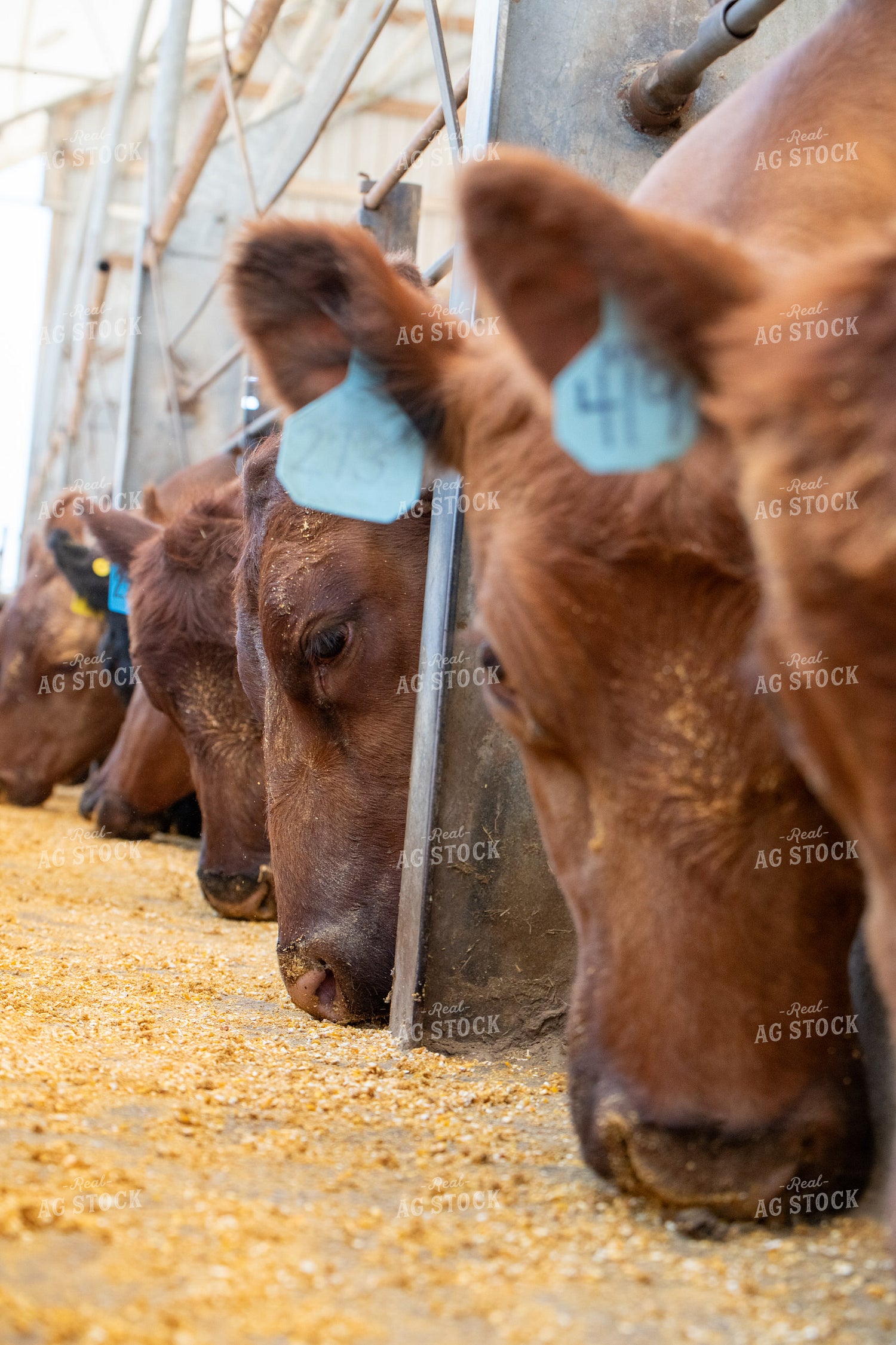 Red Angus Cattle on Feed 193075
