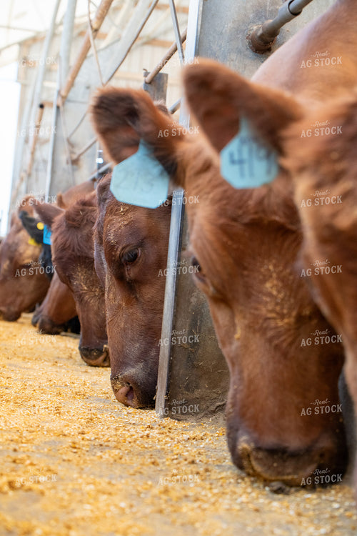 Red Angus Cattle on Feed 193075