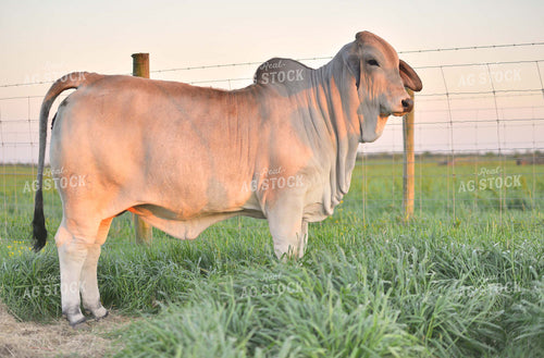 Brahman Cow in Pasture 110033
