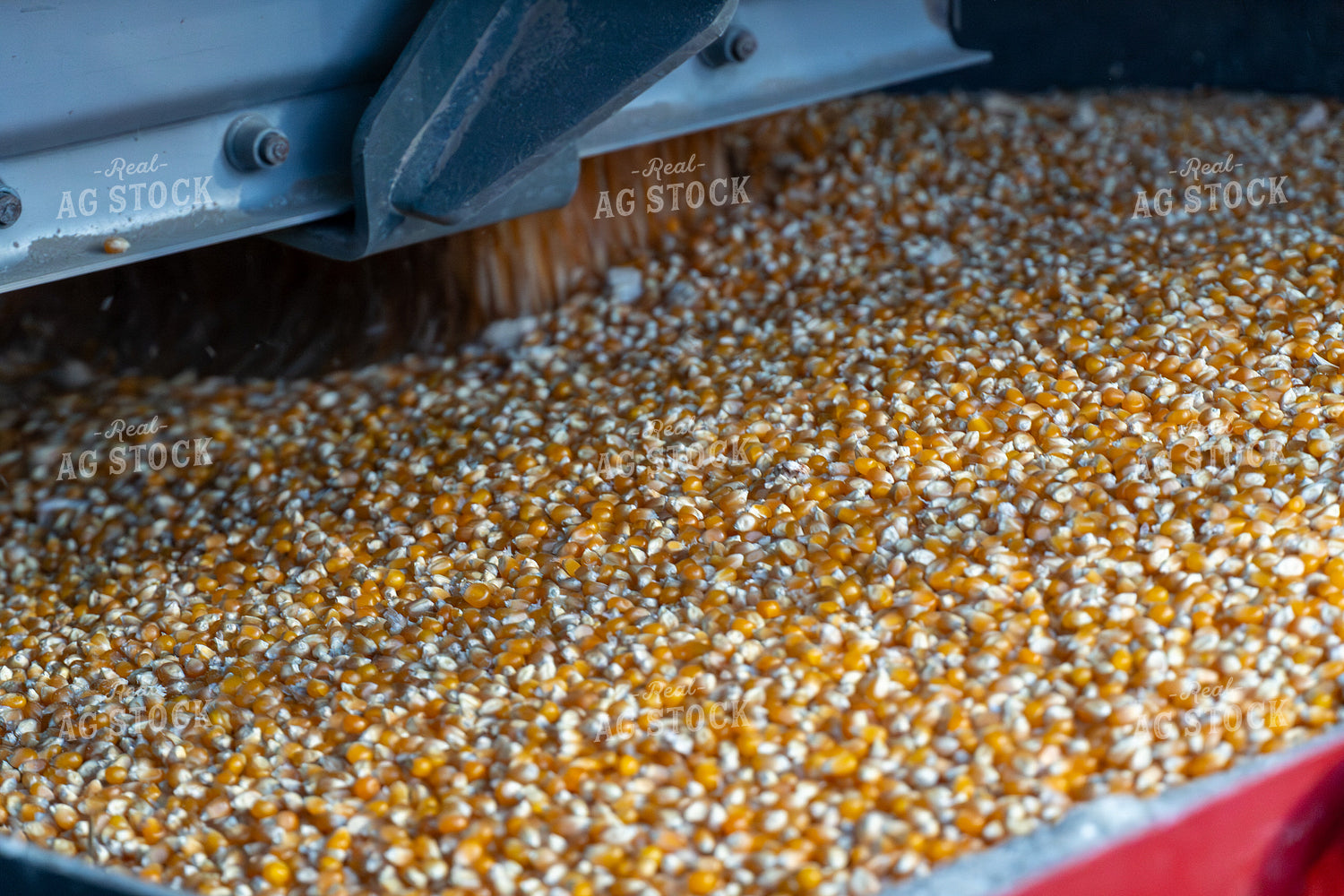 Dumping Popcorn into Auger 65523